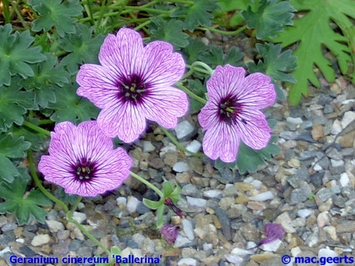 Geranium cinereum 'Ballerina'